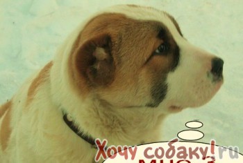 Собаки Челябинск продажа Челябинск, купить Челябинск, продам Челябинск...