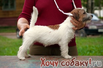 Мангал из кирпича своими руками: чертежи, пошаговая инструкция Книга: Ученик пекаря - ub