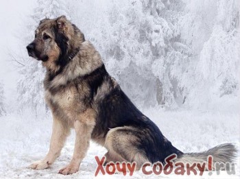 Кавказская овчарка в дар! Взрослый, крупный, холёный.
