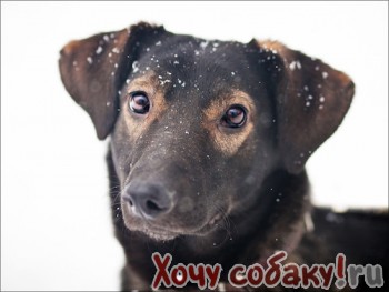 очаровательная  Кира  Найсли -  самая  ласковая собака 