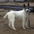 Белый, харизматичный и просто красавец Алька - собака в