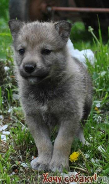 Порода собак чешский волчак (55 фото)