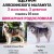 Предлагаются к брони щенки Аляскинского Маламута.