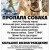 ПРОПАЛА СОБАКА!!! БОРДЕР ТЕРЬЕР!