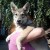 Щенки собаки Сарлоса (Saarloos Wolfdogs)