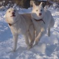 Мои игривые щенята (мальчишки) породы Сибирские Хаски