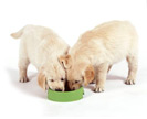 Питание собак и щенков