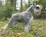 Фотография собаки породы Цвергшнауцер