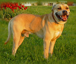 Фотография собаки породы Ка-де-бо