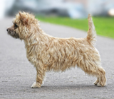 Фотография собаки породы Керн терьер из питомника «Брэнд Лайф Хаус»
