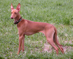 Фотография собаки породы Левретка из питомника «КОЛИСТО С»