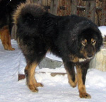 Фотография собаки породы Овчарка монгольская - банхар