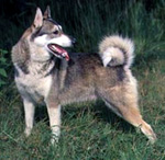 Фотография собаки породы Лайка западно-сибирская