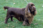 Фотография собаки породы Суссекс-спаниель