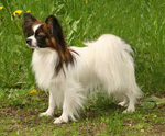 Фотография собаки породы Папильон из питомника «ЛЕНСКИЙ»