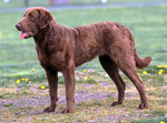 Фотография собаки породы Чесапик бей ретривер