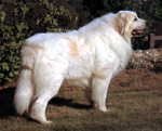Фотография собаки породы Пиренейская собака