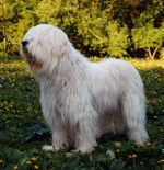 Фотография собаки породы Овчарка южнорусская