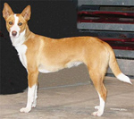 Фотография собаки породы Поденгу португезе