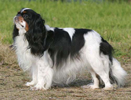 Фотография собаки породы Кинг Чарльз спаниель