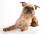 Фотография собаки породы Гриффон из питомника «ИЗУМРУДНЫЙ ГОРОД»