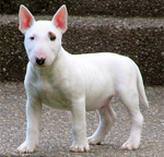 Фотография собаки породы Бультерьер миниатюрный из питомника «КЛЕО»