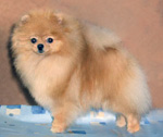 Фотография собаки породы Шпиц карликовый (померанский)