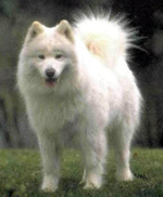 Фотография собаки породы Лайка самоедская