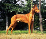 Фотография собаки породы Фараонова собка