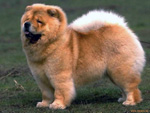 Фотография собаки породы Чау-чау