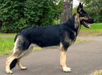 Фотография собаки породы Овчарка восточноевропейская