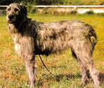 Фотография собаки породы Волкодав ирландский