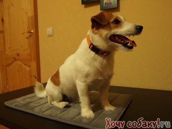 Связать носочке коту Связать носочке коту